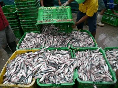 Minahasa Produksi 60.000 Ton Ikan Per Tahun